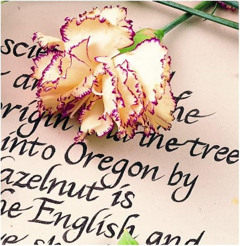 Staedtler Pigment Liner, 1.2 mm, 308 Black, Pack of 1, 308 12-9...