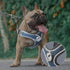 Dog Harness with Leash Set, No Pull Dog Harnesses with Breathable Padded Puppy Harness for Small Dogs Training and Running(XS, Gray)...