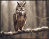 Posterizer 1 pcs- Beautiful owl sitting on a tree in the jungle-Art for Animal Lovers-Landscape & Nature Art- Gift for Men Women Teens-Living Roo...