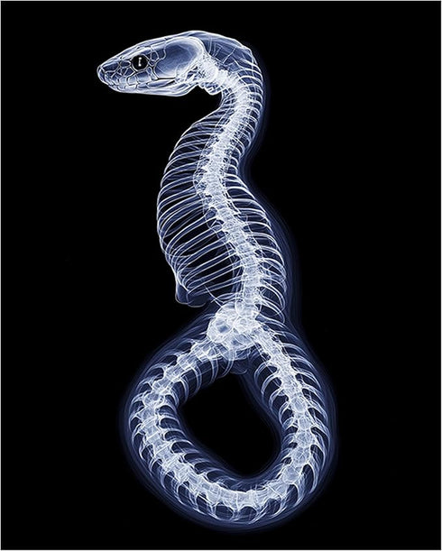Posterizer 1 pcs-abstract reptile X-ray art -2-Art for Animal Lovers Gift for Steampunk or Goth Fans Living Room Bedroom Decor- unframed wall art...