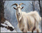 Posterizer 1 pcs-goat in snowy winter nature-oil painting style 3-Art for Animal Lovers-Landscape & Nature Art-Decor for Home & Office- unframed w...