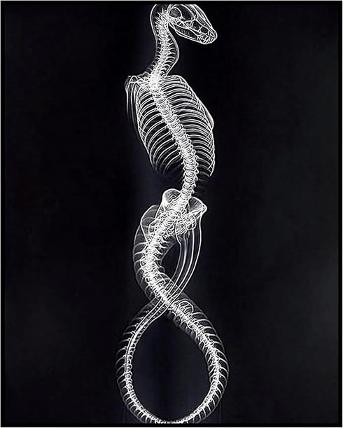 Posterizer 1 pcs-abstract reptile X-ray art -4-Art for Animal Lovers Gift for Steampunk or Goth Fans Living Room Bedroom Decor- unframed wall art...