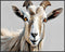 Posterizer 1 pcs- Beautiful Beige Wild Goat-Art for Animal Lovers- Living Room Bedroom Decor- unframed wall art...