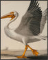 Posterizer 1 pcs-White Pelican detailed art work 1-Art for Animal Lovers-Collectibles & Fine Art-Decor for Home & Office- unframed wall art...