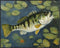 Posterizer 1 pcs- little bass fish near the pond-Art for Animal Lovers-Landscape & Nature Art- Living Room Bedroom Decor- unframed wall art...