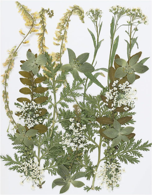 PATIKIL Dried Pressed Flowers, Natural Dried Flower Leave Real Pressed Flowers for DIY Art Crafts Resin Mold Scrapbooking, Green Series...