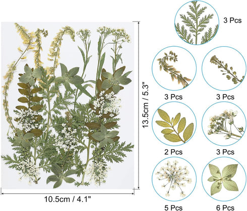 PATIKIL Dried Pressed Flowers, Natural Dried Flower Leave Real Pressed Flowers for DIY Art Crafts Resin Mold Scrapbooking, Green Series...