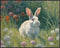 Posterizer 1 pcs- Cute Little Bunny in The wild-Art for Animal Lovers-Landscape & Nature Art- Living Room Bedroom Decor- unframed wall art...