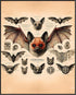 Posterizer 1 pcs-Unique Wall Art-Bats-Gothic Print-Art for Animal Lovers-Retro Art-Gift for Steampunk or Goth Fans-Living Room Bedroom Decor- unfr...