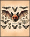 Posterizer 1 pcs-Unique Wall Art-Bats-Gothic Print-Art for Animal Lovers-Retro Art-Gift for Steampunk or Goth Fans-Living Room Bedroom Decor- unfr...
