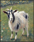 Posterizer 1 pcs- Oil painting style print of a white goat in the grass-Art for Animal Lovers-Floral Botanical Art- Gift for Men Women Teens-Livin...