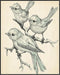 Posterizer 1 pcs-cute little birds on a branch serene scene poster -4-Art for Animal Lovers Gift for Men Women Teens Decor for Home & Office- unfr...