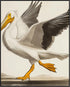 Posterizer 1 pcs-White Pelican detailed art work 2-Art for Animal Lovers-Collectibles & Fine Art-Decor for Home & Office- unframed wall art...