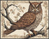 Posterizer 1 pcs- Brown owl sitting on a tree with brown background-Art for Animal Lovers-Floral Botanical Art- Gift for Men Women Teens-Living Ro...