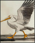 Posterizer 1 pcs-White Pelican detailed art work 3-Art for Animal Lovers-Collectibles & Fine Art-Decor for Home & Office- unframed wall art...