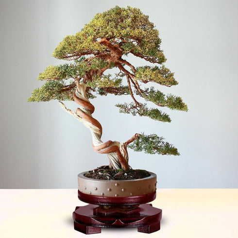 PATIKIL Planter Display Stand, 6.7 Inch Dia Round Bonsai Stand Imitation Wood Style Rotatable Home Decor Display for Table Lamp Teapot Base...