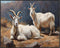 Posterizer 1 pcs- Two beautiful goats in nature-Art for Animal Lovers- Gift for Men Women Entrepreneur Teens-Decor for Home & Office- unframed wal...