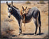 Posterizer 1 pcs- a Donkey in the middle of an oasis oil painting style-Art for Animal Lovers- Gift for Men Women Teens-decor for Bedroom, Office...