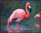 Posterizer 1 pcs- beautiful flamingos in the water-Art for Animal Lovers-Landscape & Nature Art- Living Room Bedroom Decor- unframed wall art...