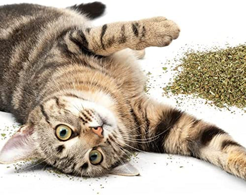 SmartyKat Catnip for Cats & Kittens, Shaker Canister - 2 Ounces