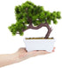 Artificial Bonsai Tree , Fake Plant Decoration, Potted Artificial House Plants, Japanese Pine for Desktop, Zen Garden, Home Decor (10 x 9.4 in)