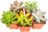Succulent Plants (5 Pack) Assorted Potted Succulents Plants Live House Plants in Cacti and Succulent Soil Mix, Planter Pots Decor, Cactus Plants Live Indoor Plants Live Houseplants by Plants for Pets