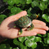 Waltz&F Diamond turtles Hinged Trinket Box Hand-painted Animal Figurine Collectible (green)