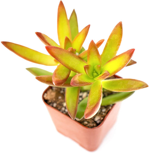 Succulent Plants (5 Pack) Assorted Potted Succulents Plants Live House Plants in Cacti and Succulent Soil Mix, Planter Pots Decor, Cactus Plants Live Indoor Plants Live Houseplants by Plants for Pets