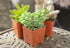 Succulent Plants (5 Pack) Assorted Potted Succulents Plants Live House Plants in Cacti and Succulent Soil Mix, Planter Pots Decor, Cactus Plants Live Indoor Plants Live Houseplants by Plants for Pets