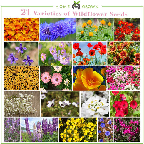 112,000+ Wildflower Seeds: Bulk Mix of 21 Varieties, Non-GMO Wild Flower Seed | Bee and Butterfly Garden Variety Pack | Annual Flowers Seeds for Planting | Native Wildflower Plants for Your Garden