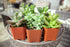 Succulent Plants (5 Pack) Assorted Potted Succulents Plants Live House Plants in Cacti and Succulent Soil Mix, Planter Pots Decor, Cactus Plants Live Indoor Plants Live Houseplants by Plants for Pets