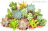 Succulent Plants (5 Pack) Assorted Potted Succulents Plants Live House Plants in Cacti and Succulent Soil Mix, Planter Pots Decor, Cactus Plants Live Indoor Plants Live Houseplants by Plants for Pets