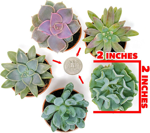 Succulent Plants (5 Pack) Assorted Potted Succulents Plants Live House Plants in Cacti and Succulent Soil Mix, Planter Pots Decor, Cactus Plants Live Indoor Plants Live Houseplants by Plants for Pets