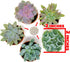 Succulent Plants (5 Pack) Assorted Potted Succulents Plants Live House Plants in Cacti and Succulent Soil Mix, Planter Pots Decor, Cactus Plants Live Indoor Plants Live Houseplants by Plants for Pets