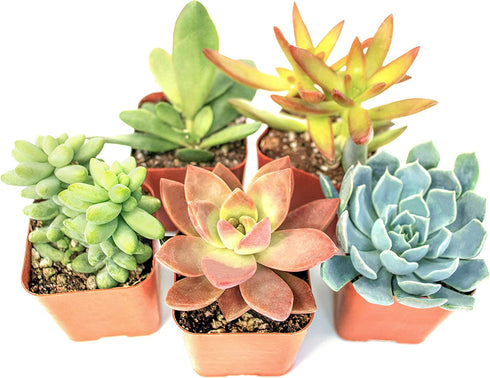 Succulent Plants (5 Pack) Assorted Potted Succulents Plants Live House Plants in Cacti and Succulent Soil Mix, Planter Pots Decor, Cactus Plants Live Indoor Plants Live Houseplants by Plants for Pets